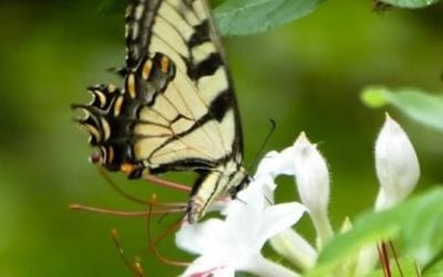 Caught a glimpse of this Giant Swallowtail. Pretty cool. #printsforsale #swallowtailbutterfly #giant #pollyhillarboretum #photography