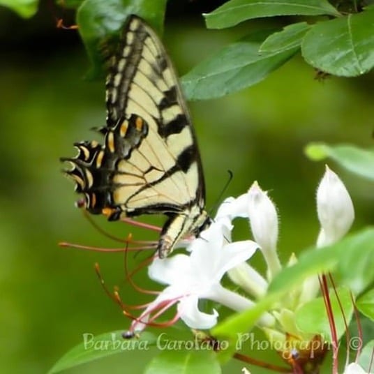 Caught a glimpse of this Giant Swallowtail. Pretty cool. #printsforsale #swallowtailbutterfly #giant #pollyhillarboretum #photography