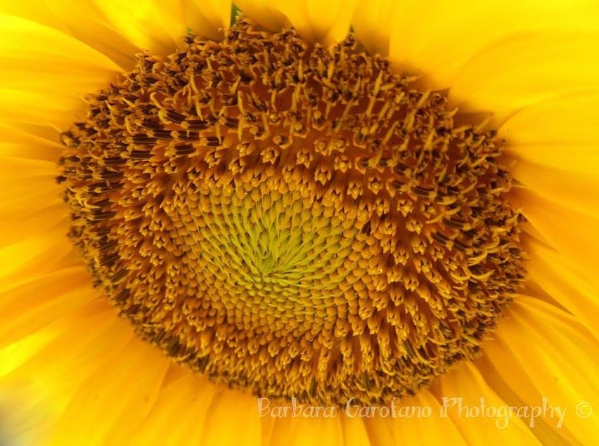 Looking for an original print for your home or office? I have many to offer! Message me, let me know what you’re looking for, I just might have it. #prints #photographyprintsforsale #sunflowers #anysize #southshorephotographer #forsalebyartist #newenglandliving #flowers #yellow #happy