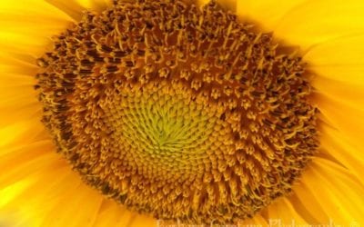 Looking for an original print for your home or office? I have many to offer! Message me, let me know what you’re looking for, I just might have it. #prints #photographyprintsforsale #sunflowers #anysize #southshorephotographer #forsalebyartist #newenglandliving #flowers #yellow #happy