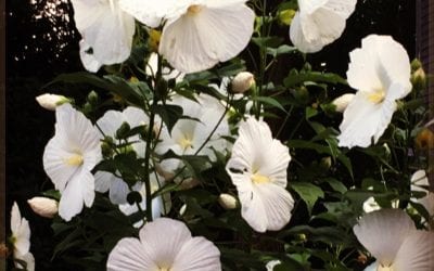 Saw these Dinner Plate Hibiscus, so beautiful! #photographer #dinnerplatehibiscus #whiteflowers #hibiscus #cards #southshorema