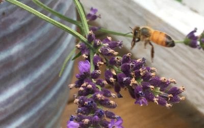 The bees love my lavender! Well, who doesn’t love that smell? Happy Friday. #honeybees #lavendar #containergarden #sweetsmells #fridaymood