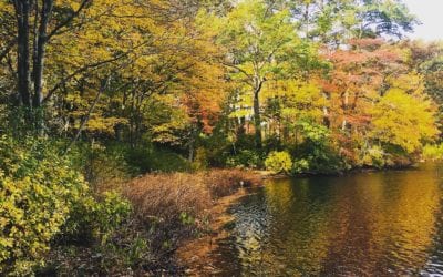 Fall in New England! It’s surprises me every year.  #prints #photography #fall #colors #spectacular #takemybreathaway