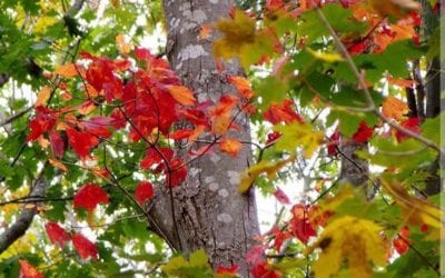 How beautifully leaves grow old… #printsforsale #southshorephotographer #raw #foliage_love #newenglandfall #colorful #leaf