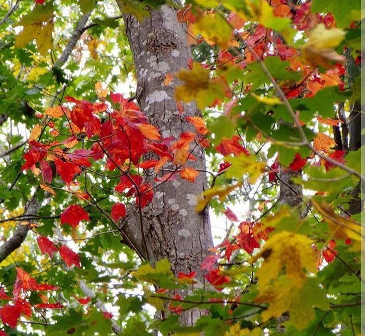How beautifully leaves grow old… #printsforsale #southshorephotographer #raw #foliage_love #newenglandfall #colorful #leaf