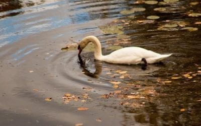 I see blue sky in the water. Looks like it’s going to be a nice day. Enjoy! #swans #bluesky #pondlife #southshorephotographer #printsforsale #raw #fallcolors