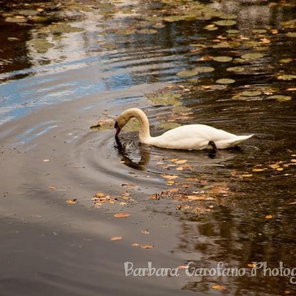 I see blue sky in the water. Looks like it’s going to be a nice day. Enjoy! #swans #bluesky #pondlife #southshorephotographer #printsforsale #raw #fallcolors