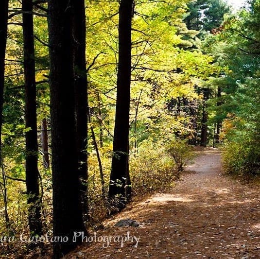 #isellprintstoo #happymonday #woods #paths #newenglandfall #photographer