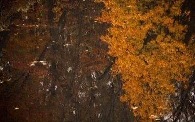 Reflecting… #reflections #photographer #isellprintstoo #fallcolors #pondlife #raw #southshorema #golden #waterripples