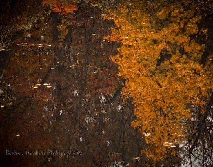 Reflecting… #reflections #photographer #isellprintstoo #fallcolors #pondlife #raw #southshorema #golden #waterripples