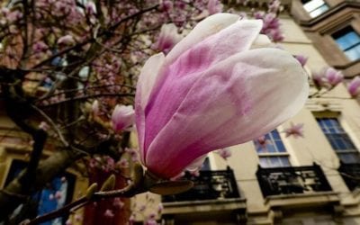 #bostonspringtime #magnolia #comingsoontoacitynearyou #photographer #RAW