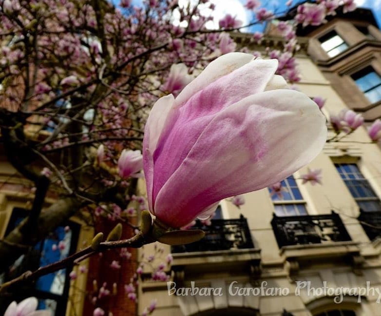 #bostonspringtime #magnolia #comingsoontoacitynearyou #photographer #RAW