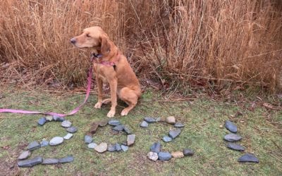 Sunny looking forward to 2021 #southshorephotographer #dog #webbpark #2021 #happynewyear2021 #walking #rainyday #photographylife #isellprintstoo