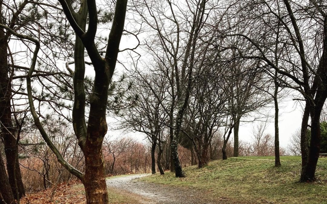 #walkinginthewinter #baretrees #paths #photography #southshorephotographer #isellprintstoo #messagemefordetails #raw bgarophoto.com