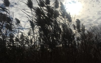 #windydays #walking #isellprints #photographer #newenglandphotography