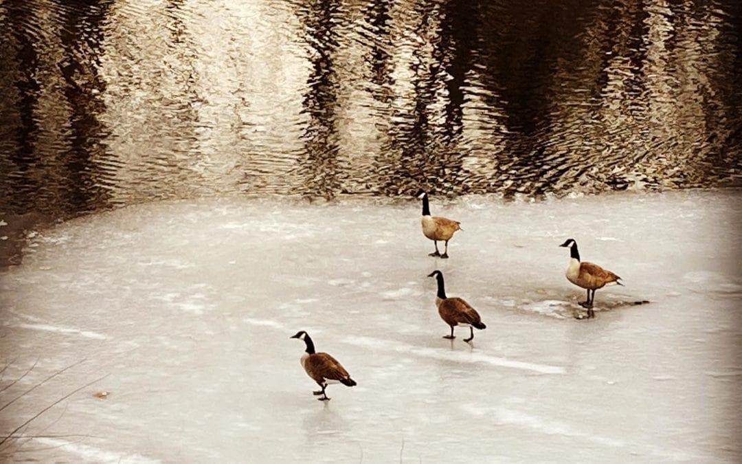 The ice will be melted today. I hear the birds singing! #springiscoming #spring2021 #icemelt #duckduckgoose