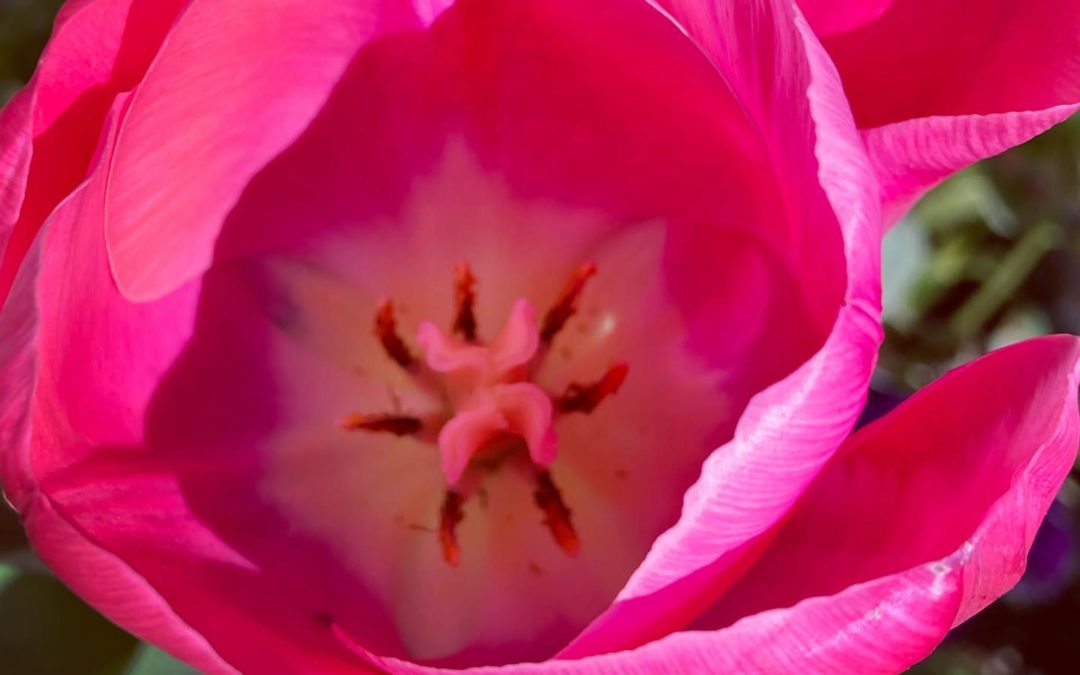 #tulipopenedup #prettypink #springishere #birdssinging #greatdays #southshorephotographer