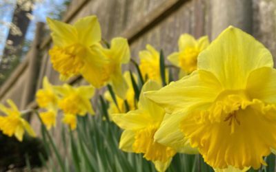 Daffodils are yellow trumpets! #365southshore #daffodils #springbreak2021 #isellprintsofmyphotography #southshorephotographer