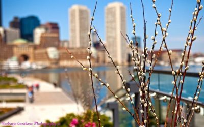 #boston #bostonseaportdistrict #365southshore #springbreak2021 #bostonharbor #photographer #isellprints #bgarophoto.com #colorful #springtime