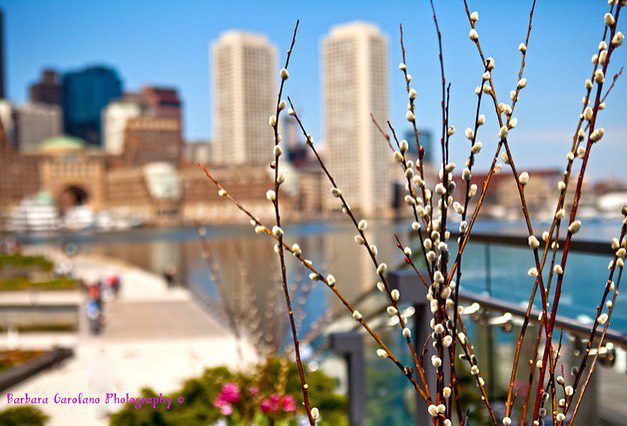 #boston #bostonseaportdistrict #365southshore #springbreak2021 #bostonharbor #photographer #isellprints #bgarophoto.com #colorful #springtime