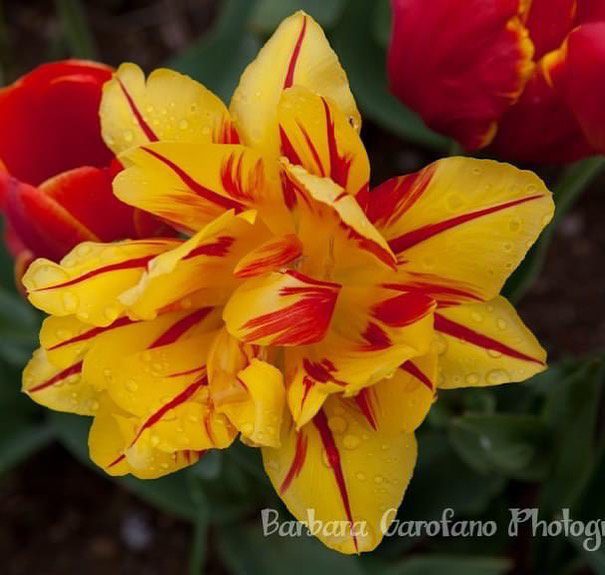 #tulips #rhodeisland #wickedtulipsflowerfarm #southshorephotographer #isellprints #raw #redyellow