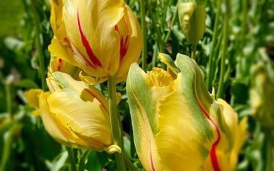 #parrotulips #bostonpublicgarden #boston #photographer #raw #spring2021 #igers #365southshore #bostonphotographer