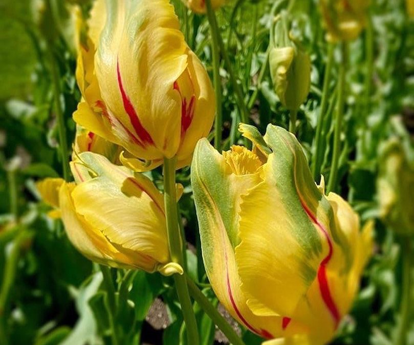 #parrotulips #bostonpublicgarden #boston #photographer #raw #spring2021 #igers #365southshore #bostonphotographer