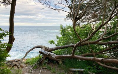 #marginalway #maine #tree #oceanview #photographer #thatsmell #hightide