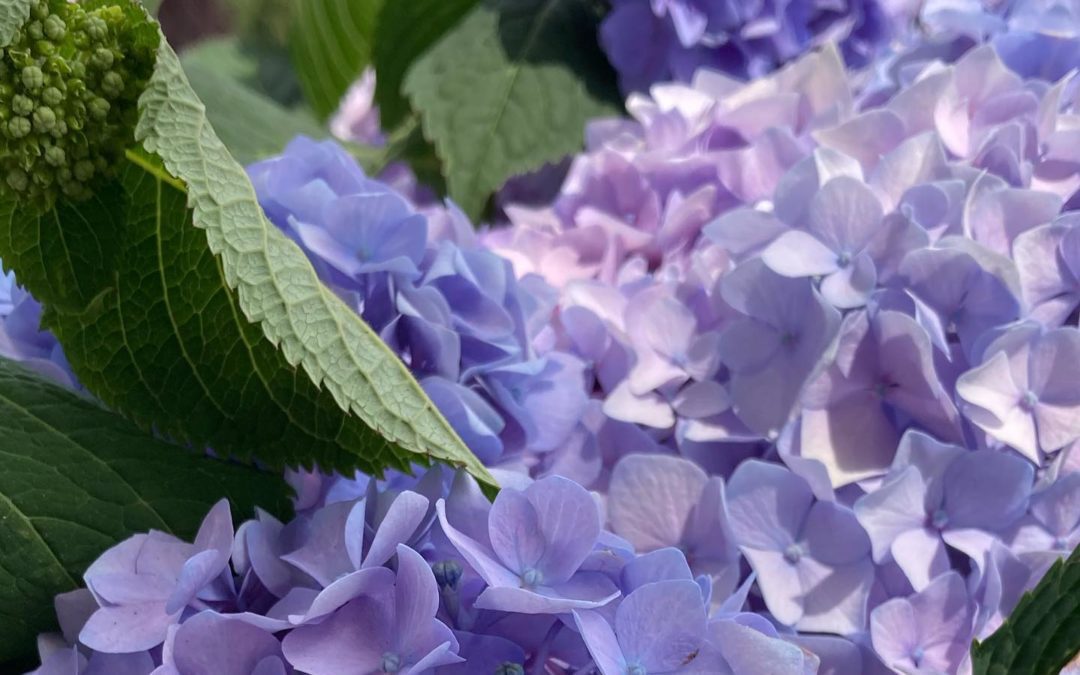 #purple #hydrangea #photographer #summervibes #blueskies #flowers #raw #southshorema #smellgood