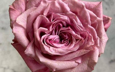 #rose #pink #beatiful #lookingdown #goodmorning