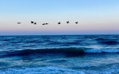 #whatanight️ #summertime2021 #southbeach #marthasvineyard #edgartown #sunset #birds #photographer #raw #southshore