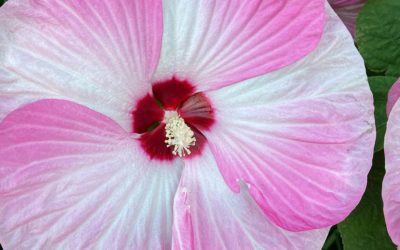 #DinnerPlateHibiscus #julyflowers #pinkwhite #beautiful #strollingaround #photographer #printsforsale