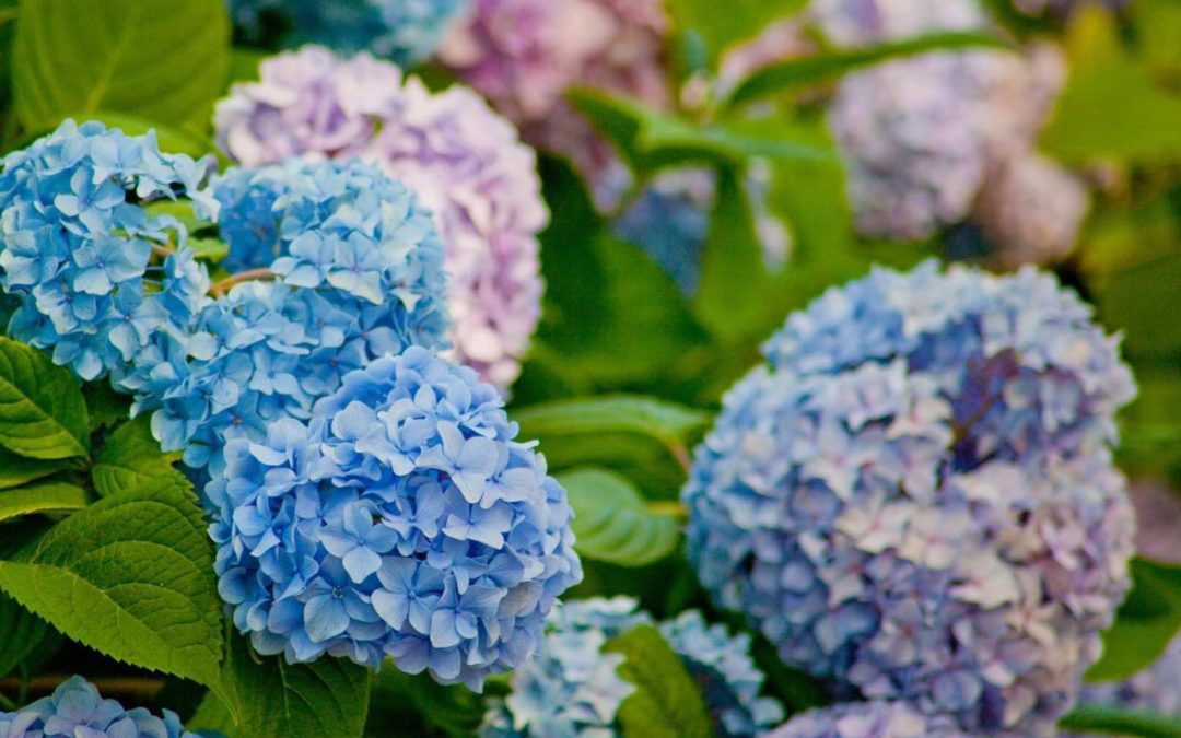 #hydrangea #capecodlife #summertime #colorful #fieldofdreams #august2021 #photographer #southshorephotographer #callme #field #blue #purple #isellprintsandcards #bgarophoto.com