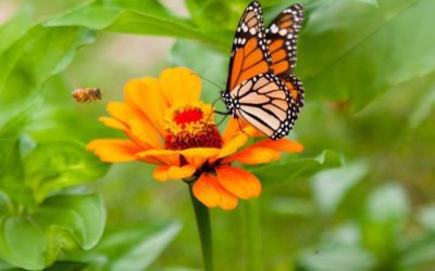 #monarchbutterfly #bee #fileldtrip #flowers #orange #nature #photographer #raw #capture #southshore #hinghamma #isellprintstoo
