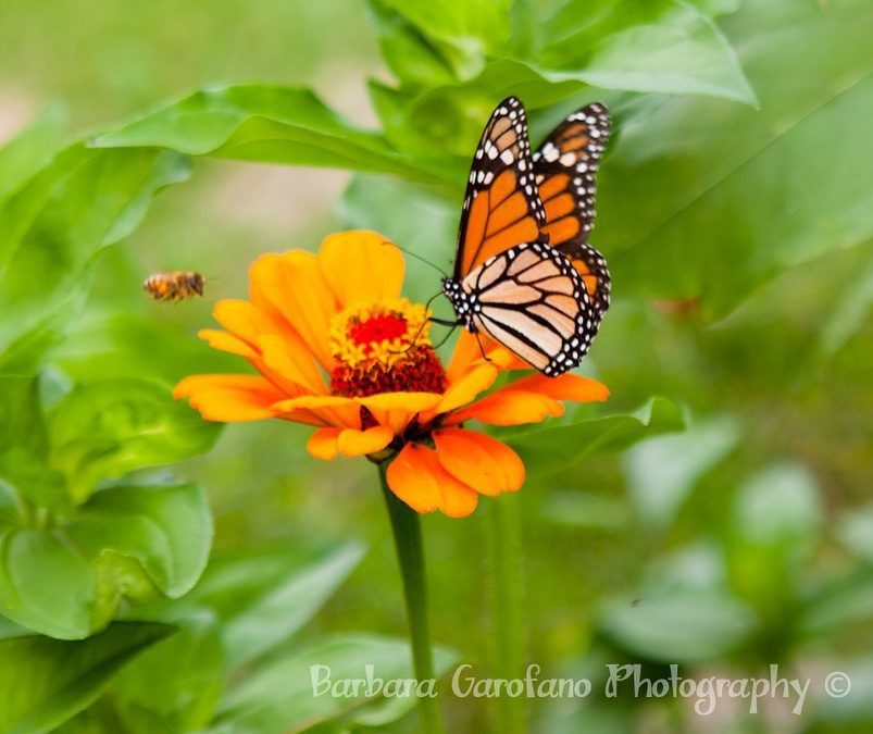 #monarchbutterfly #bee #fileldtrip #flowers #orange #nature #photographer #raw #capture #southshore #hinghamma #isellprintstoo