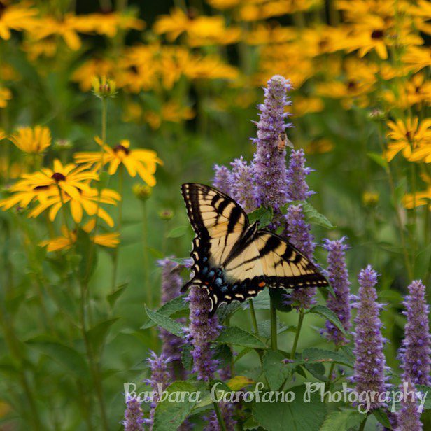 #tigerswallowtail #fieldofdreams #yellow #butterfly #delicate #beautiful #fieldofflowers #photographer #southshore #hinghamma @fierce_captures