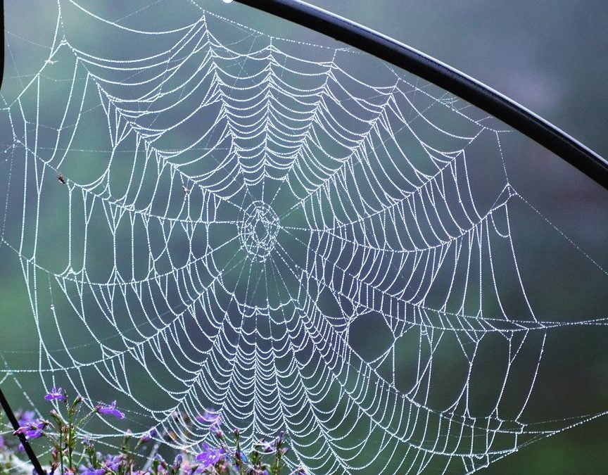 #spiderweb #raindrops #delicate #spider #nature #raw #photographer #southshorephotograher #isellprintstoo #backyard