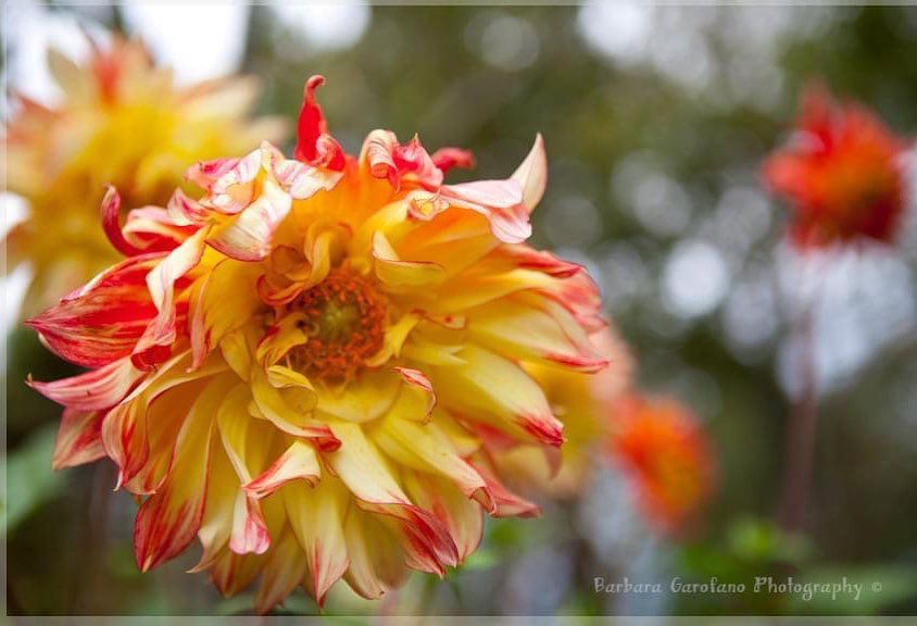 #fall2021 #flowers #sleepyhead #fallcolors #farmhouse #photographer #raw #isellprints #bgarophoto