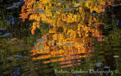 #reflecting #reflection #fall2021 #orange #photographer #mybackyard #ripples #isellprintstoo